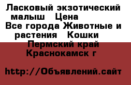 Ласковый экзотический малыш › Цена ­ 25 000 - Все города Животные и растения » Кошки   . Пермский край,Краснокамск г.